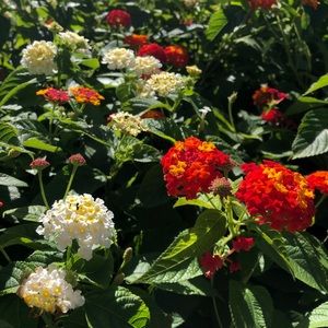 Meet your Posher, Nur mariah